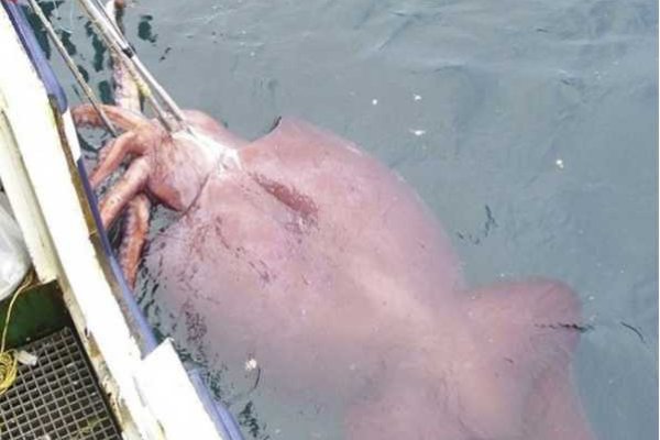 Kraken 12at зеркало
