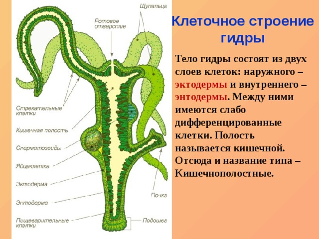 Кракен 15at